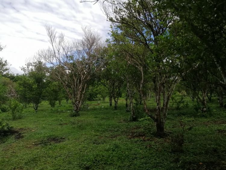 23hectares Agri Lot for sale
