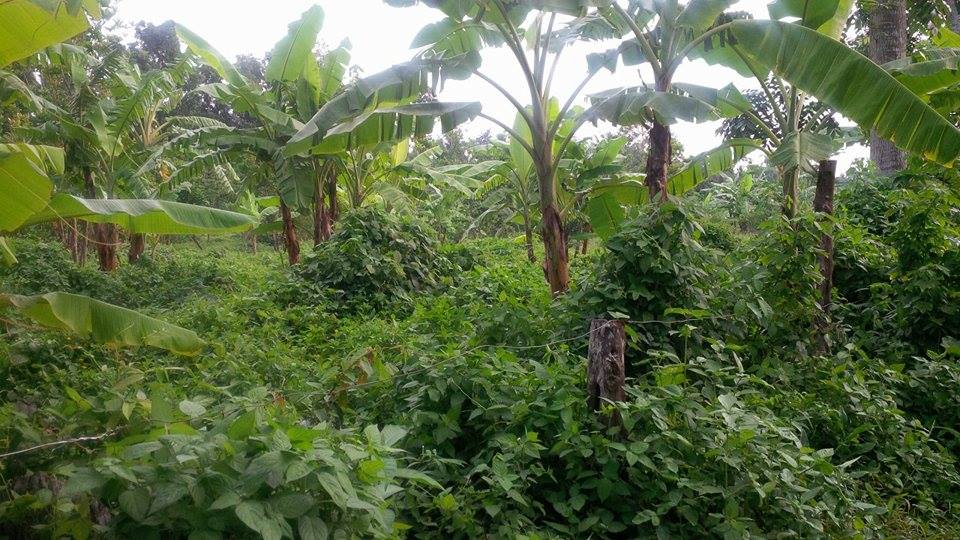 Farm Lot for sale for as low as 1,500 per sqm.