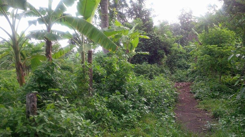 Farm Lot for sale for as low as 1,500 per sqm.