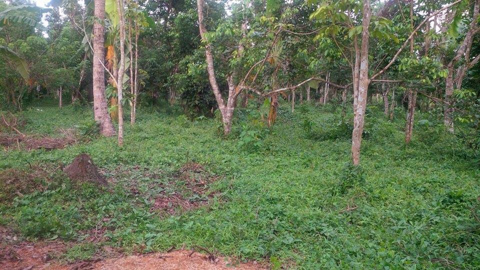 Farm lot for as low as 2500/sqm (Negotiable)