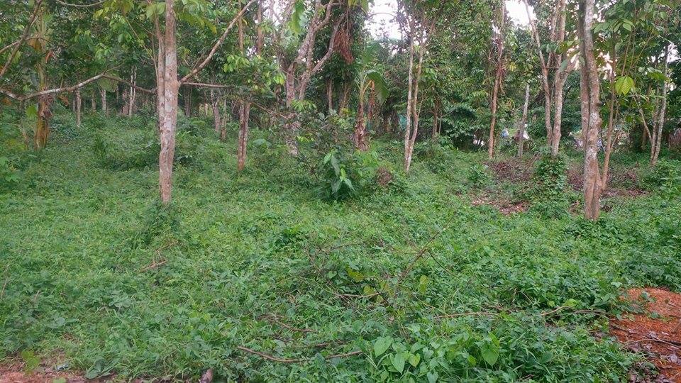 Farm lot for as low as 2500/sqm (Negotiable)